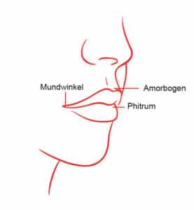 Anatomie lippen